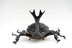 カブトムシの雄