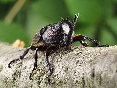 カブトムシの雄