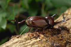 カブトムシの雄