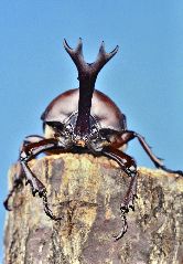 カブトムシの雄