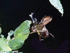 飛翔するカブトムシ