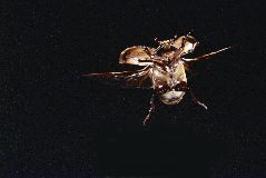飛翔するカブトムシ