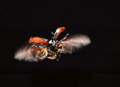 飛翔するカブトムシ