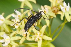 ヌバタマハナカマキリ