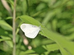 エゾヒメシロチョウ