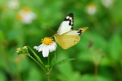 ナミエシロチョウの雌