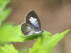 ウラゴマダラシジミの雌