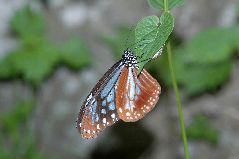 アサギマダラの雌