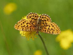 カラフトヒョウモンの雄