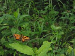 ヘリグロチャバネセセリの雄