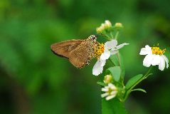 タイワンアオバセセリ