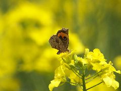 イカリモンガ