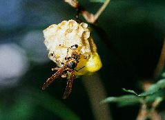 キボシアシナガバチ