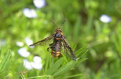 ナシアシブトハバチ