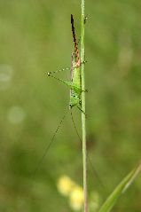 オナガササキリの雌