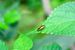 モリチャバネゴキブリ