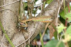 オオカマキリ