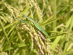 チョウセンカマキリ