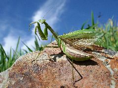 チョウセンカマキリ