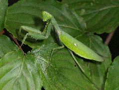 ハラビロカマキリ