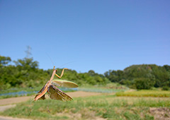 飛翔するオオカマキリ