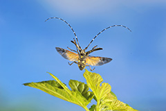 飛翔するキボシカミキリ