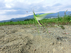 飛翔するショウリョウバッタ