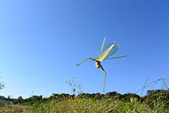 飛翔するショウリョウバッタ