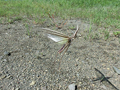 飛翔するショウリョウバッタ