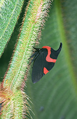 アカズキンカブトツノゼミ