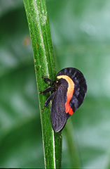 アカスジカブトツノゼミ