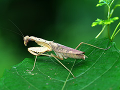 カブキカマキリ