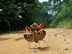 カブキカマキリ