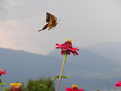 飛翔するキアゲハ