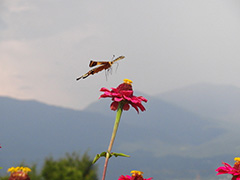 飛翔するキアゲハ