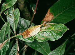 キノハカマキリ