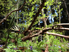 飛翔するギフチョウ