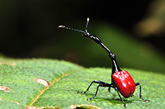 キリンクビナガオトシブミ