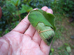 キリンクビナガオトシブミ