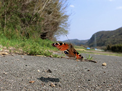 飛翔するクジャクチョウ