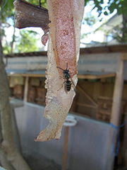 クロスズメバチ