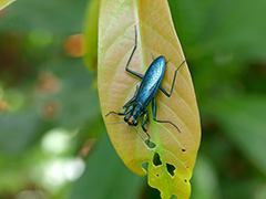 ケンランカマキリ