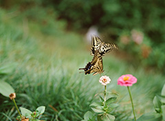 飛翔するナミアゲハ