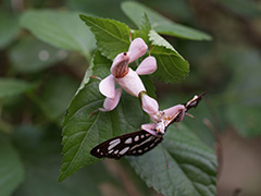 ハナカマキリ