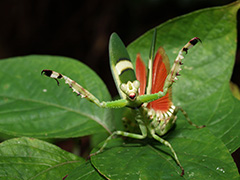 ヒョウモンカマキリ