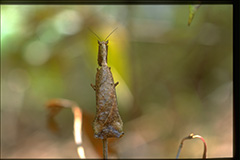 フルカンタスカレハカマキリ