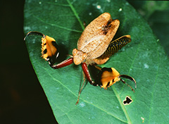 ボクサーカマキリ