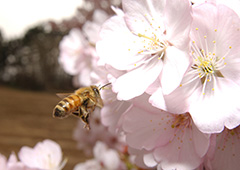 飛翔するセイヨウミツバチ