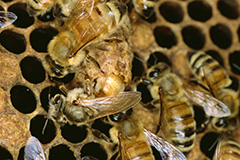 羽化をするセイヨウミツバチ