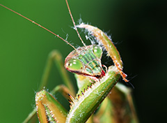 オオカマキリ